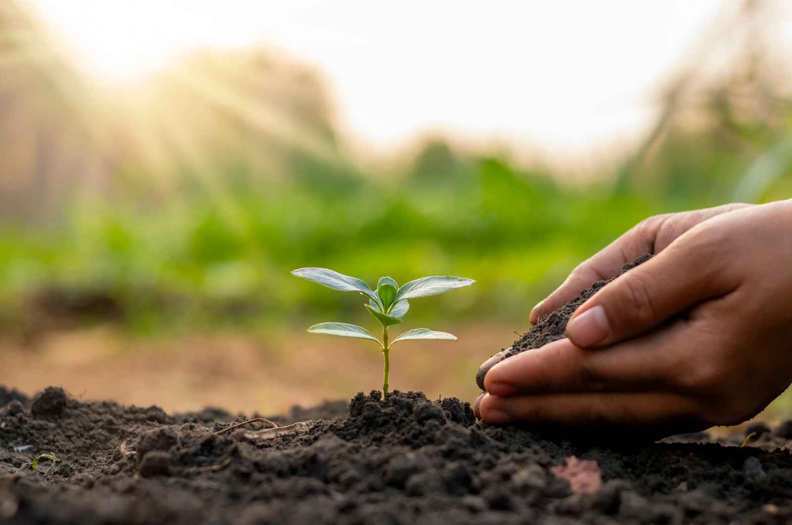Plant Phenotyping